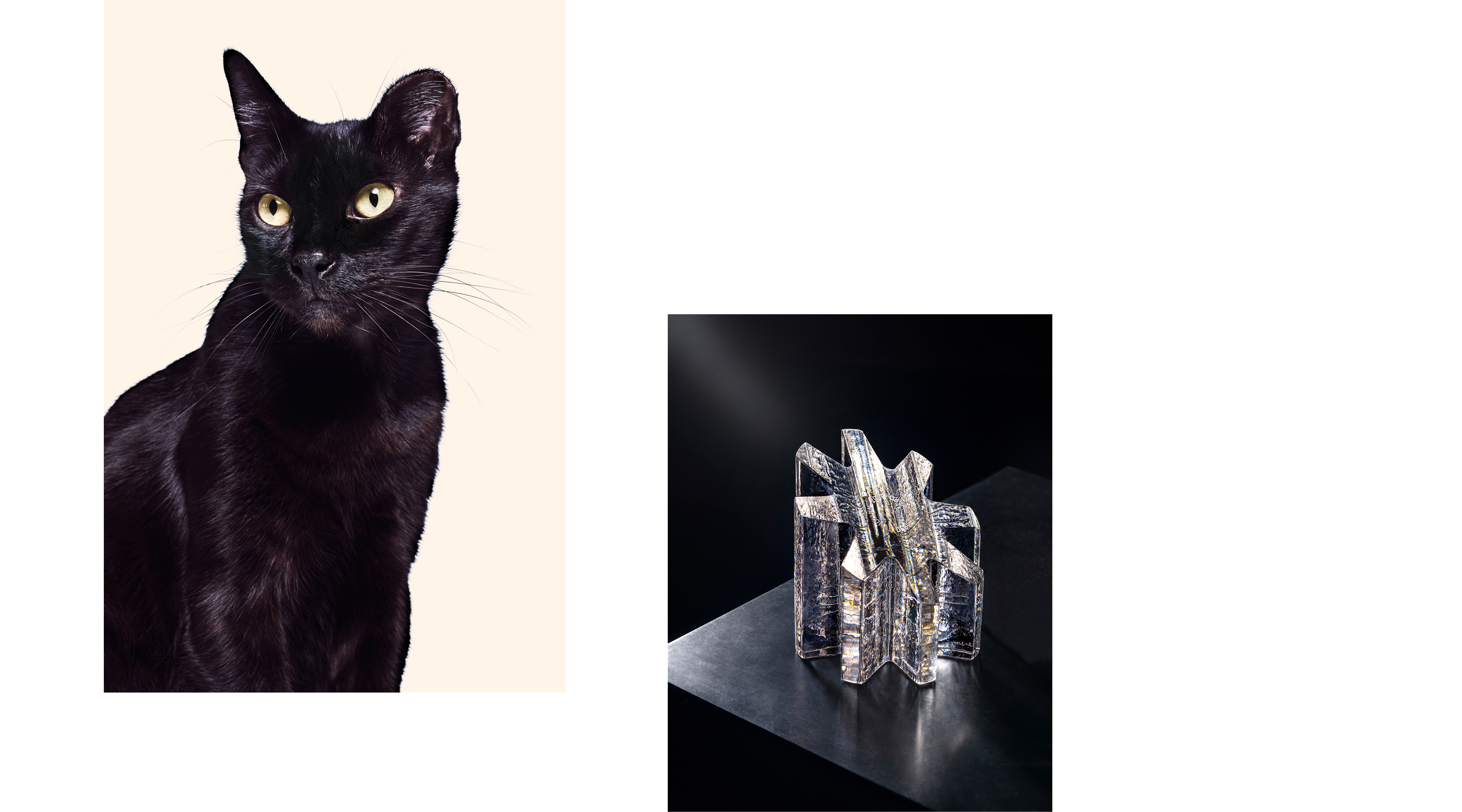 Cat and glass award